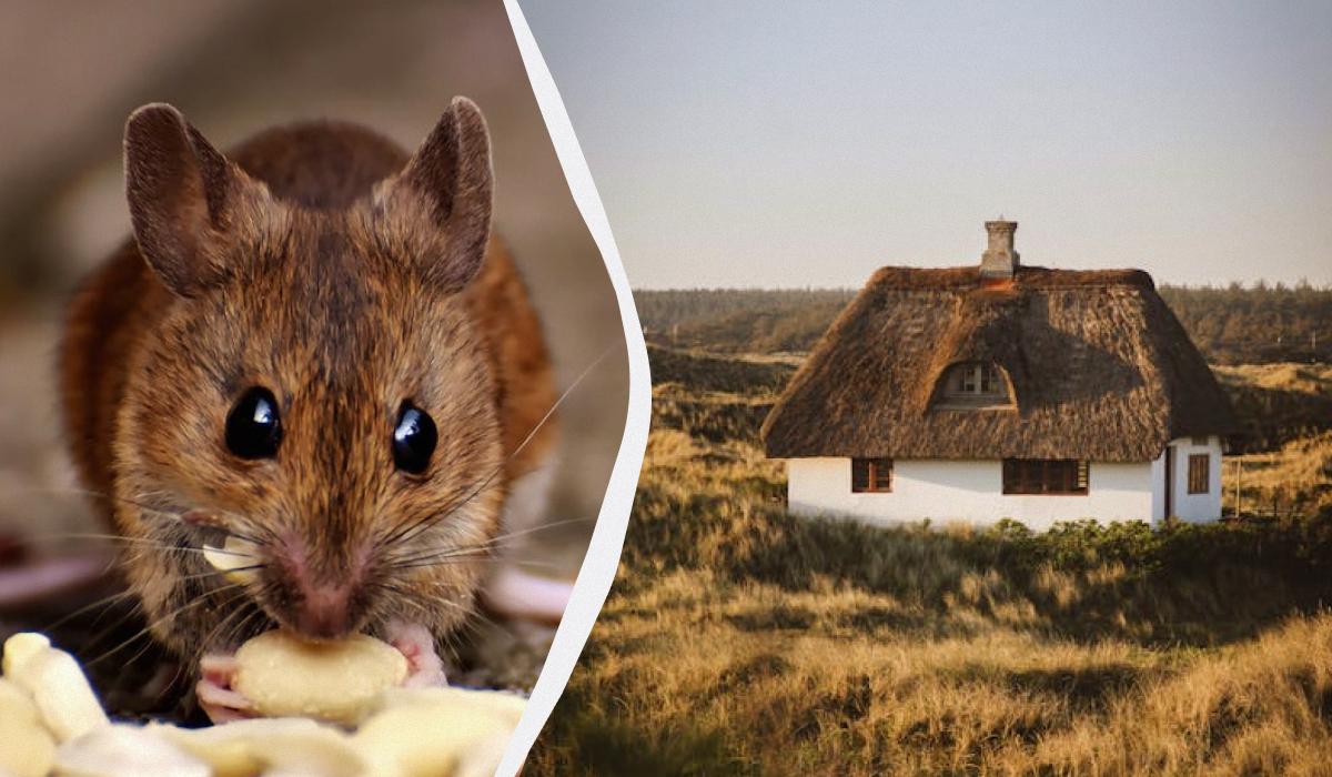 Миші втечуть із вашого будинку навіть без отрути: ось як можна їх відвадити