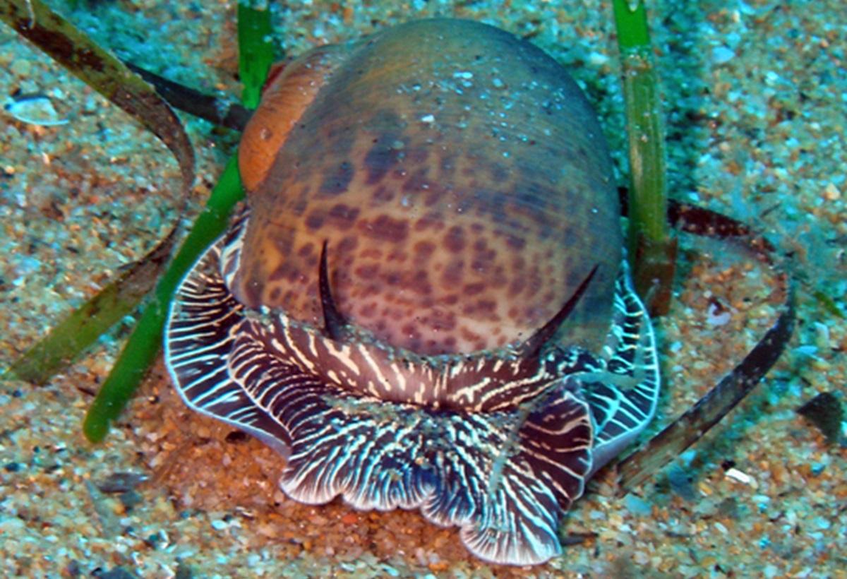 Терпеливые убийцы: эти моллюски просверливают 'дома' своих жертв и превращают их в суп Терпеливые убийцы: эти моллюски просверливают 'дома' своих жертв и превращают их в суп