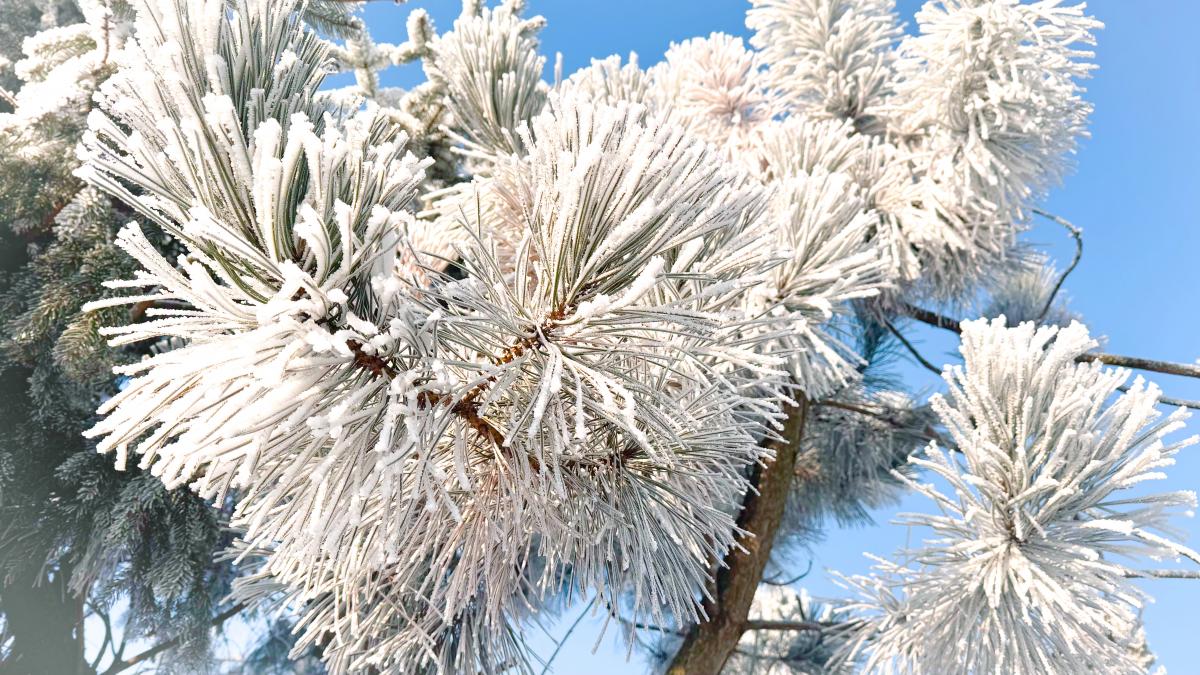 На выходных в Украину нагрянут сильные морозы до -17°