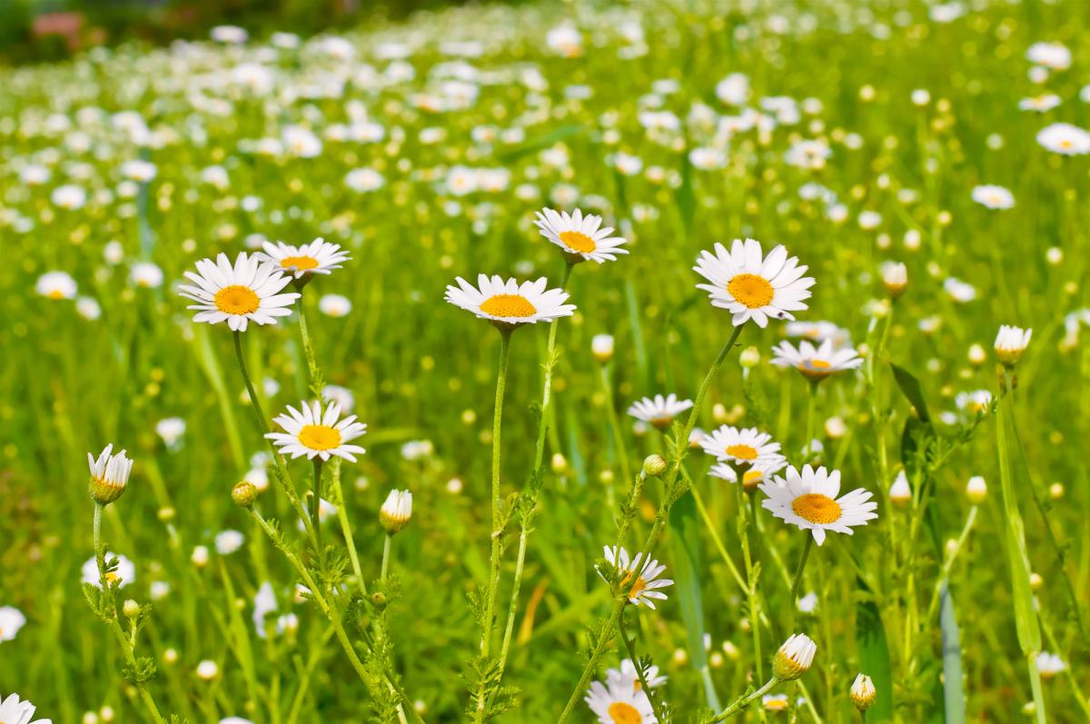 Как обычная ромашка стала 'видимым сигналом' изменения климата, - исследование Как обычная ромашка стала 'видимым сигналом' изменения климата, - исследование