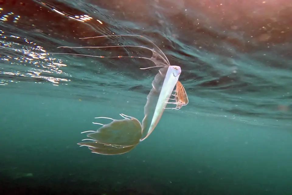 У побережья США 'засветилась' редкая 'рыба Судного дня' (фото)