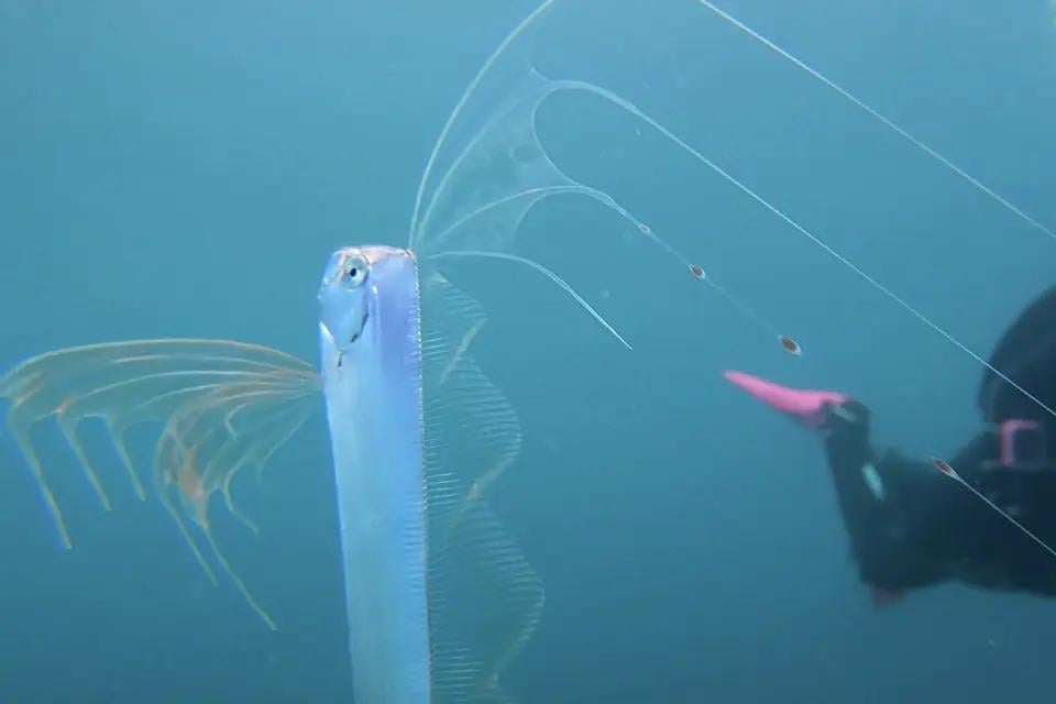 У побережья США 'засветилась' редкая 'рыба Судного дня' (фото)