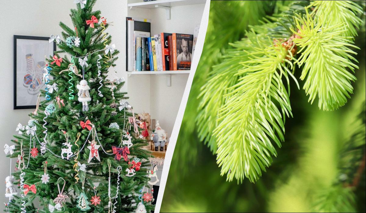 що робити з ялинкою після нового року що робити з ялинкою після нового року