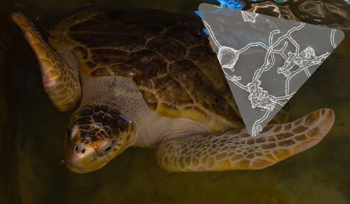 'Ми усі асгардці': тварин, рослини та гриби на Землі можна простежити до спільного предка 'Ми усі асгардці': тварин, рослини та гриби на Землі можна простежити до спільного предка