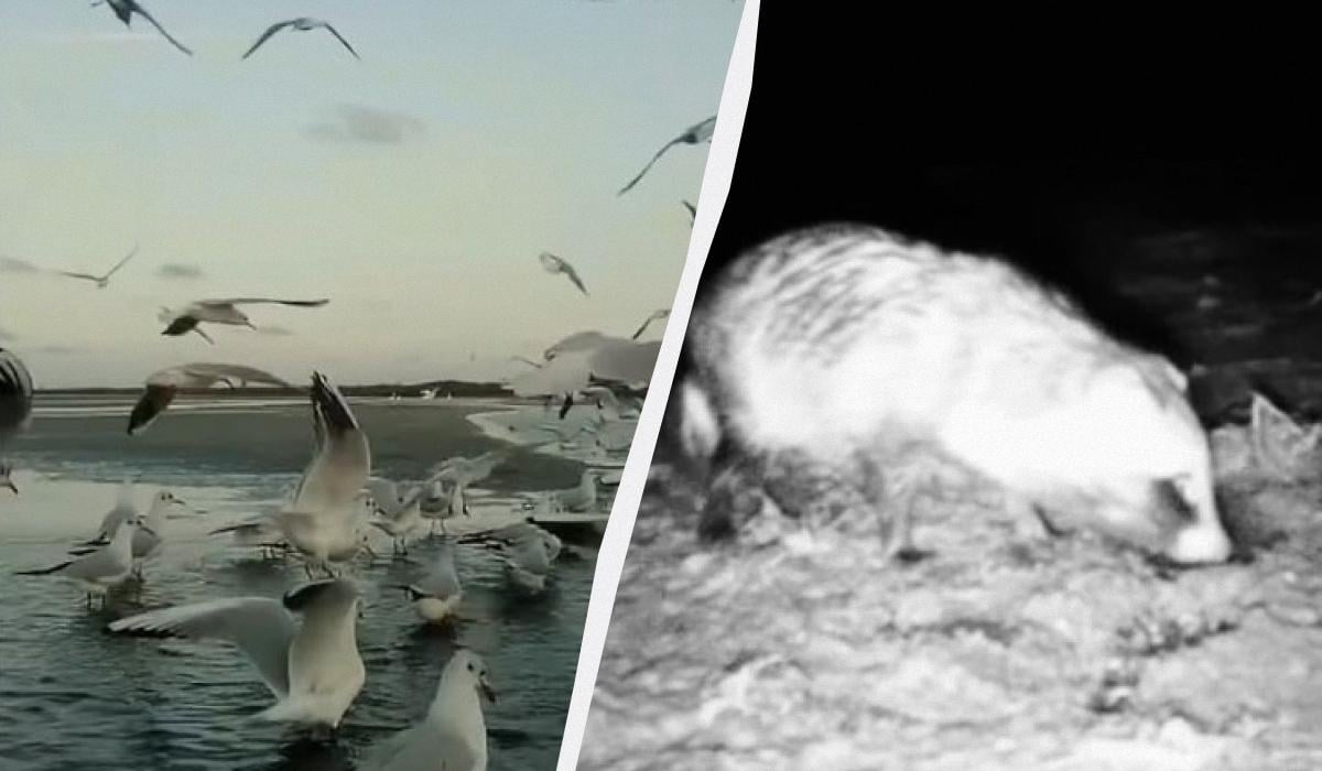 В Одесской области природа устроила птицам и животным 'роскошный пир' на воде (видео) В Одесской области природа устроила птицам и животным 'роскошный пир' на воде (видео)