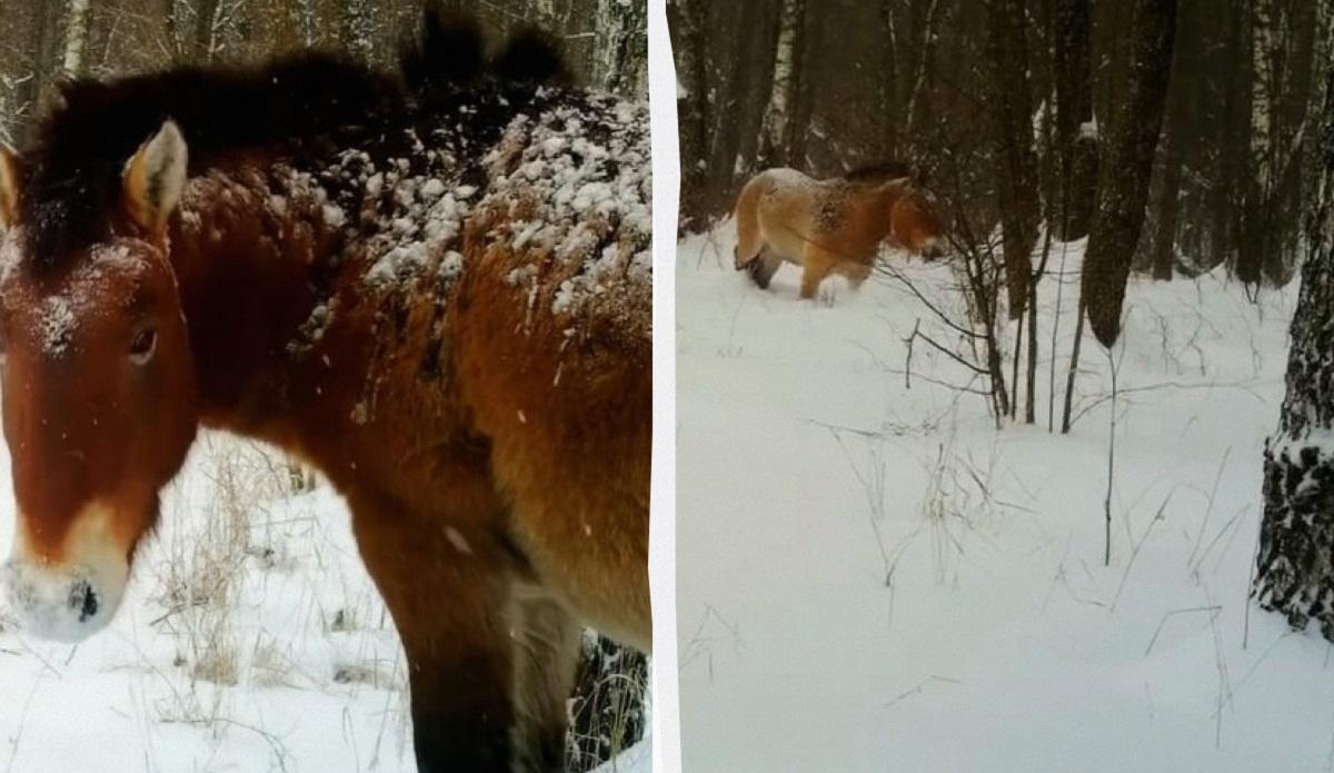 По коліна в снігу: біля Чорнобиля зафіксували рідкісного коня (відео)