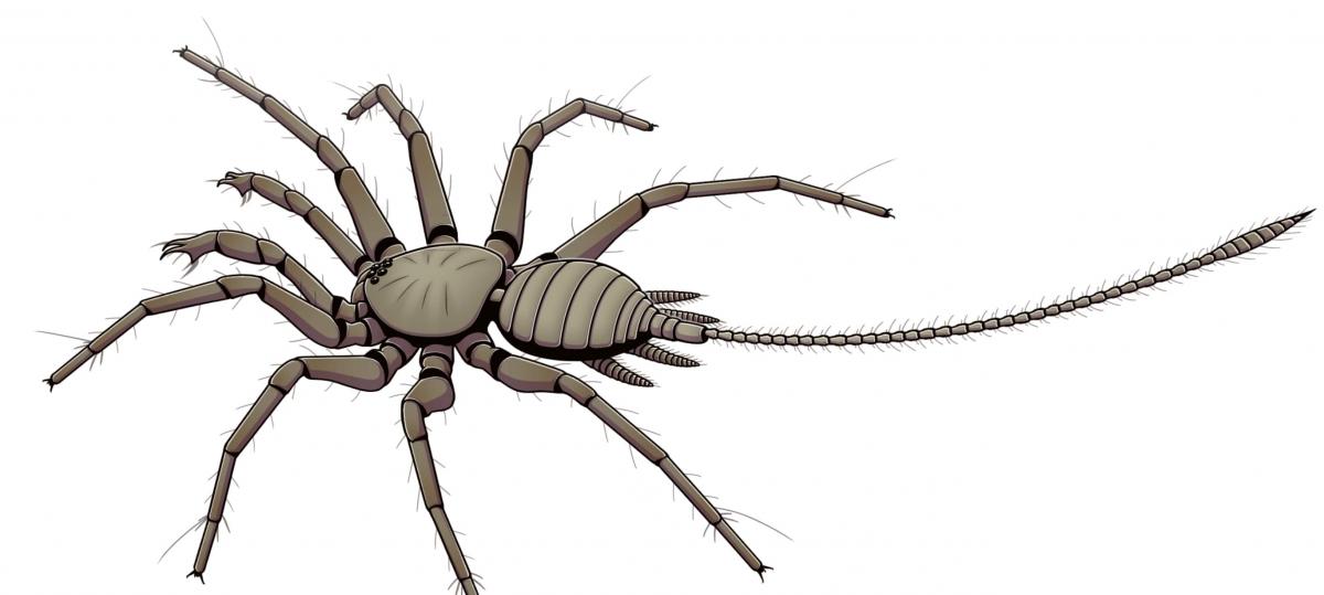 100 миллионов лет назад жило паукообразное существо, которое имело хвост: как это возможно