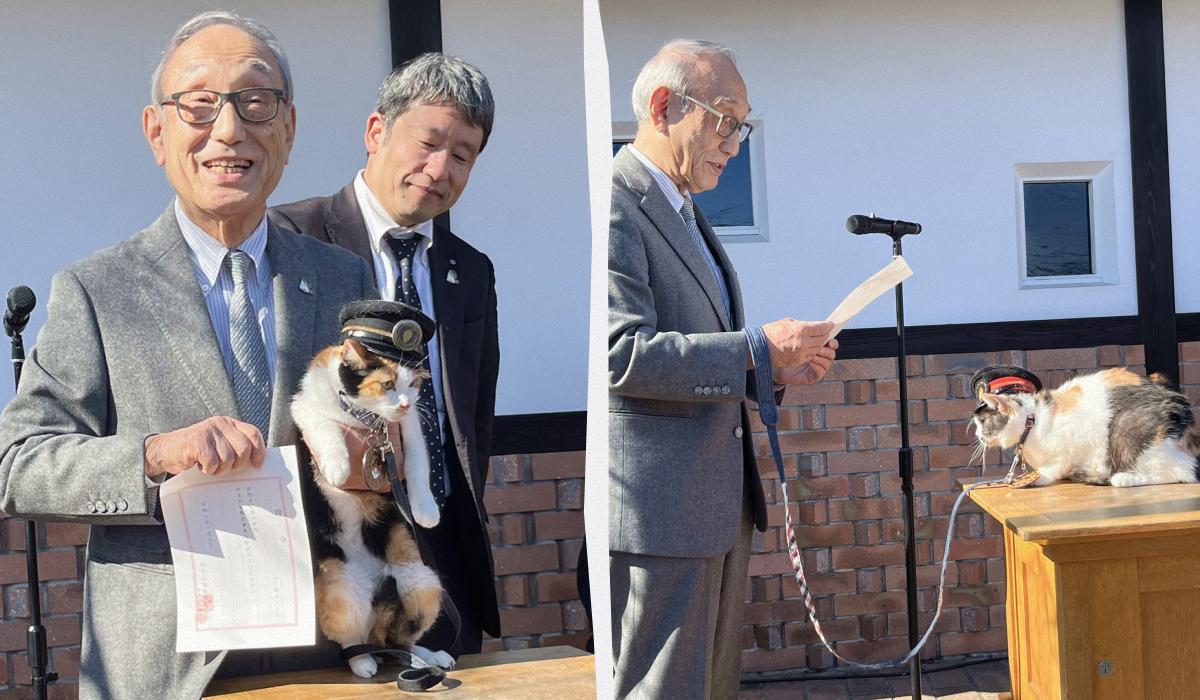 В Японії котів призначають начальниками залізничних станцій, і це приносить гроші В Японії котів призначають начальниками залізничних станцій, і це приносить гроші