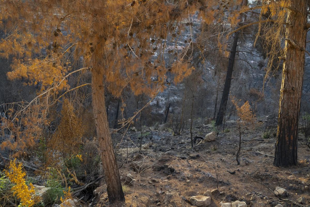 Il rischio che le piante perdano di nuovo la capacità di assorbire l’anidride carbonica