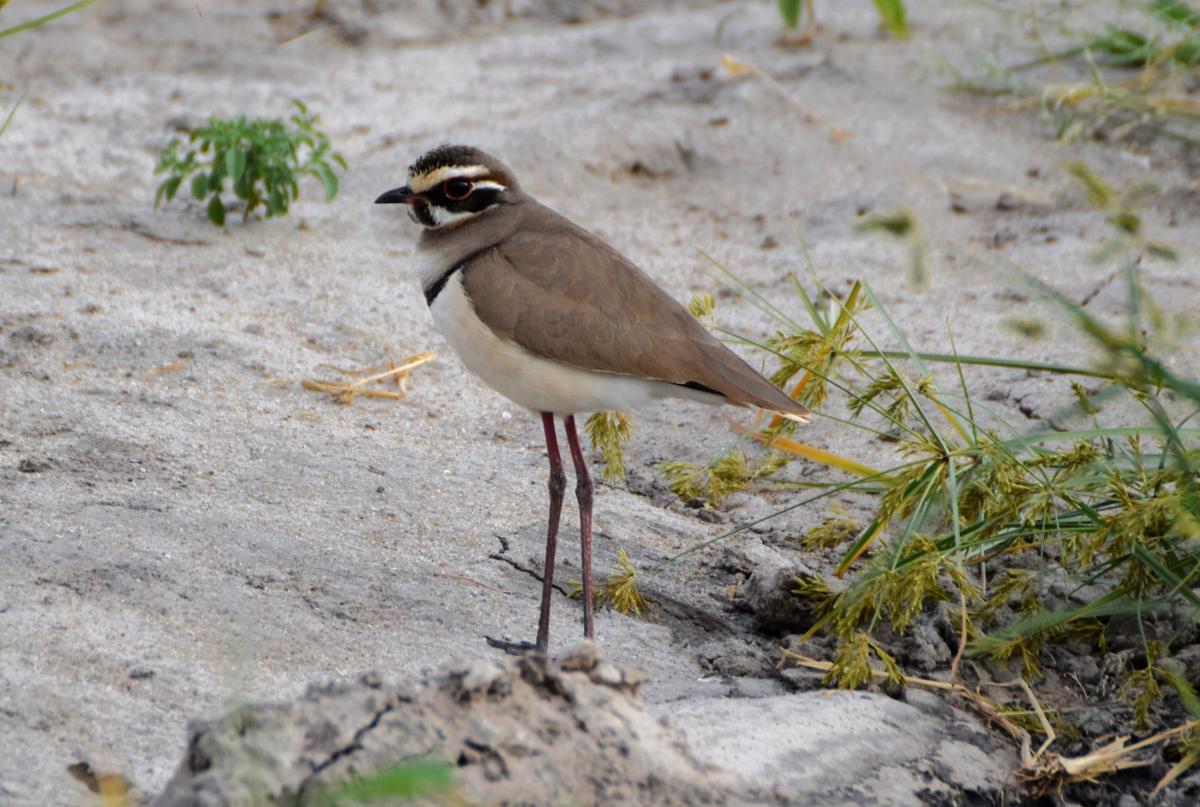 В Индии записали голос редкой птицы, которую многие годы считали исчезнувшей