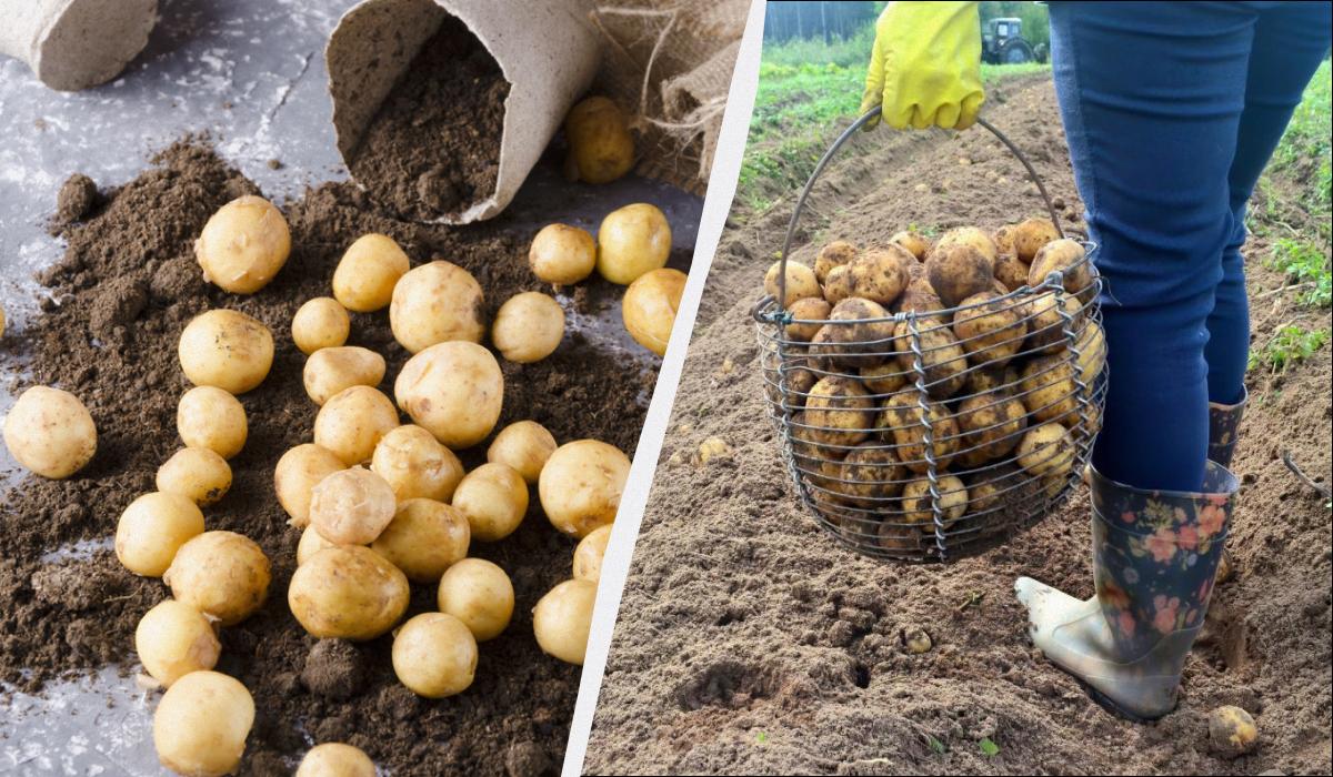 чому картопля дрібна чому картопля дрібна