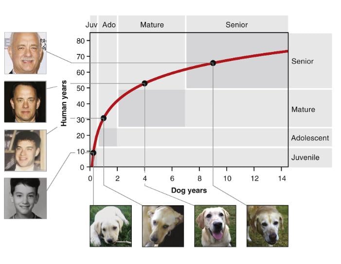 Правда ли, что 1 год жизни собаки равен 7 у человека: ученые проверили и вот что выяснили Правда ли, что 1 год жизни собаки равен 7 у человека: ученые проверили и вот что выяснили