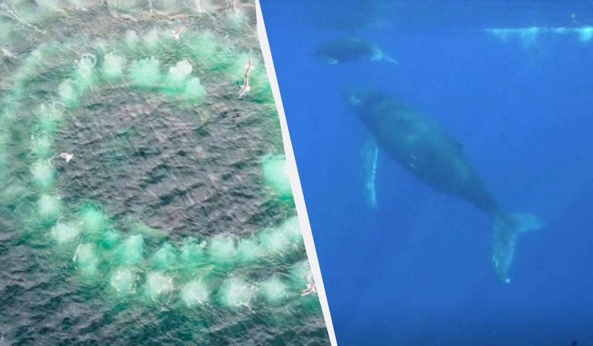 Полюють за допомогою 'сітки з бульбашок': цікаві факти про горбатих китів Полюють за допомогою 'сітки з бульбашок': цікаві факти про горбатих китів