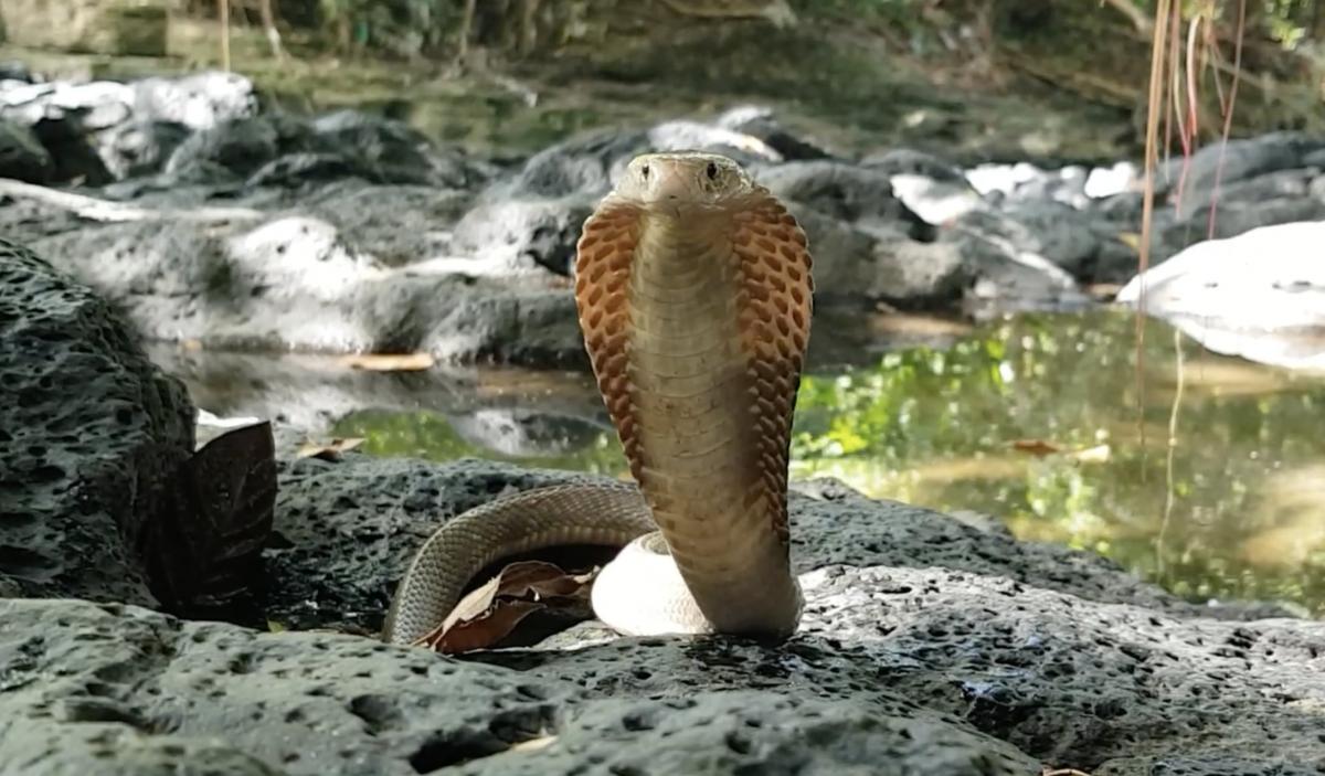 Эти змеи могут лишить человека зрения, даже не укусив: биолог объяснил, как это возможно Эти змеи могут лишить человека зрения, даже не укусив: биолог объяснил, как это возможно