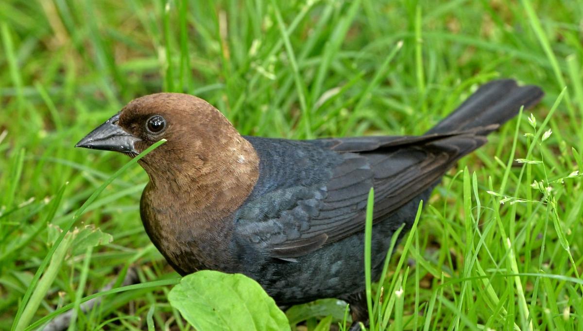 There is a bird in the world whose song sounds like dripping water: scientists have explained how it does this