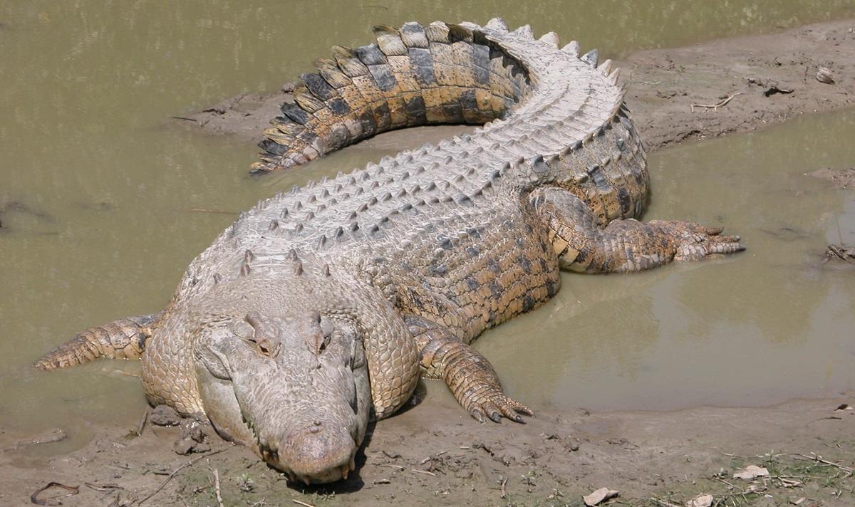 Крупнейшая в мире рептилия способна переплыть океан без особых усилий: как ей это удается