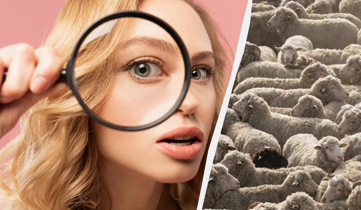 Только каждый третий из 100 может найти всех собак на картинке за 12 секунд: сложная головоломка