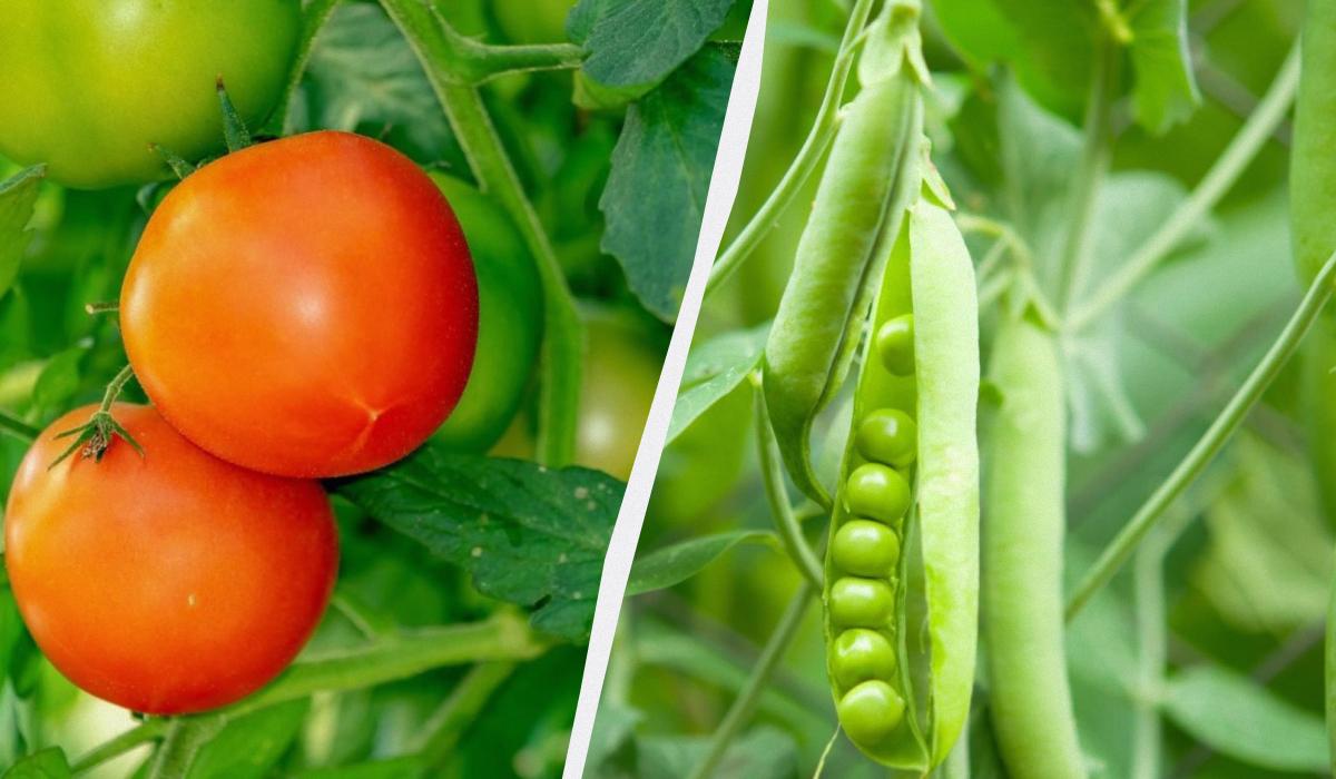 Експерти назвали 7 овочів, які варто посадити в січні