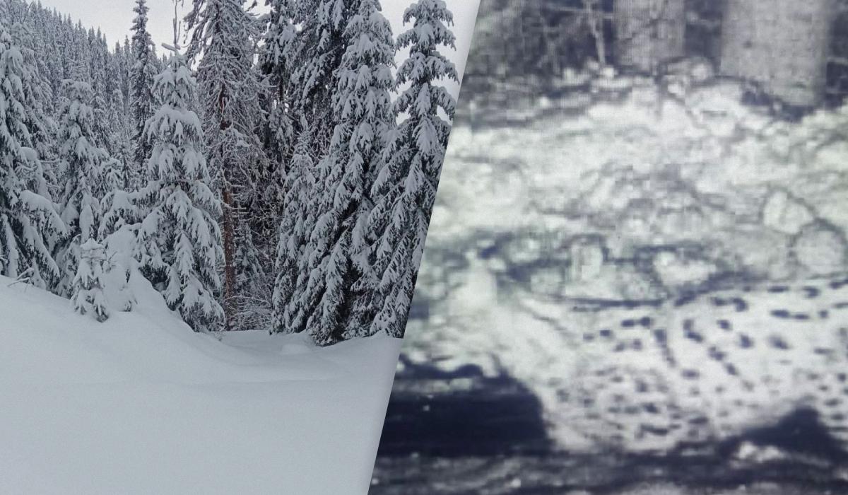 У високогірному прикордонні зафіксували сніжного 'інспектора': у чому небезпека для людей