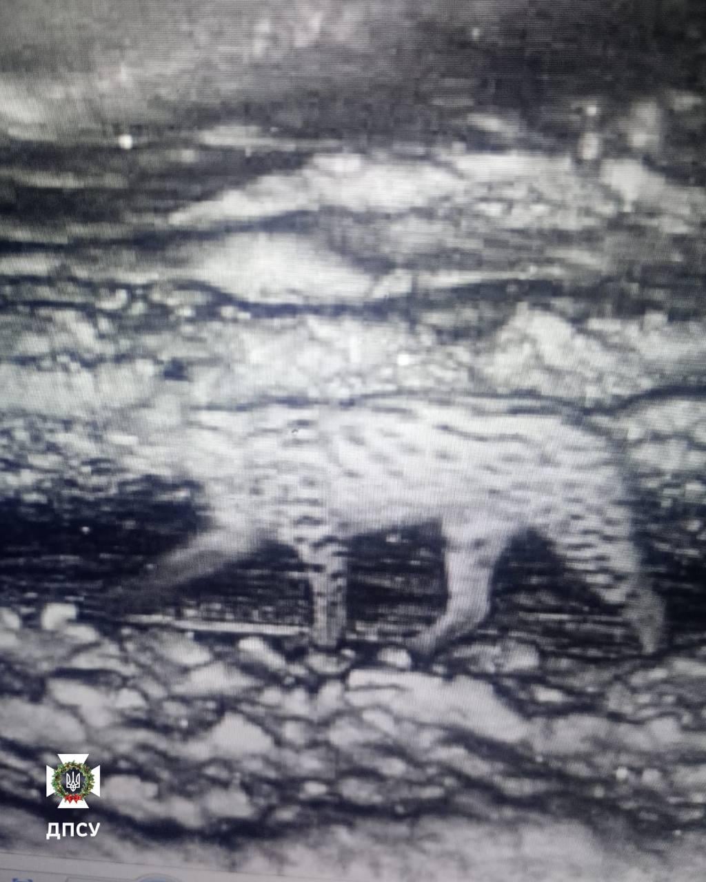 У високогірному прикордонні зафіксували сніжного 'інспектора': у чому небезпека для людей