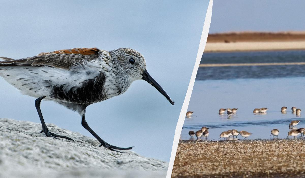 На Одещині побачили птахів, які гніздяться на узбережжі Північного Льодовитого океану