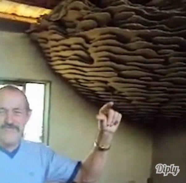 Длиннее 'Кадиллака': самое большое осиное гнездо в мире было найдено внутри дома (фото)