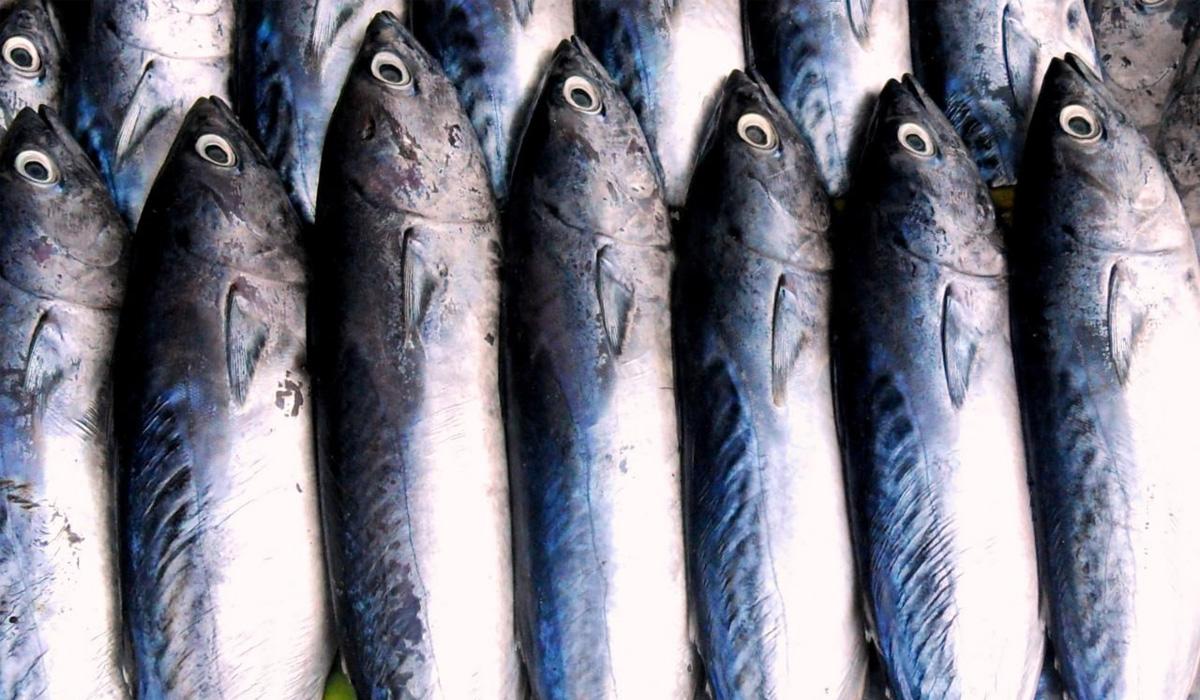 Чому скумбрія розлазиться і скільки місяців її можна зберігати: пояснення дієтолога