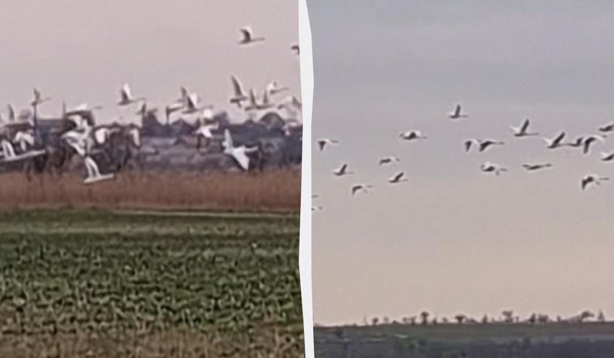 В Одесской области собрались две тысячи лебедей: ученый объяснил, что произошло (видео)