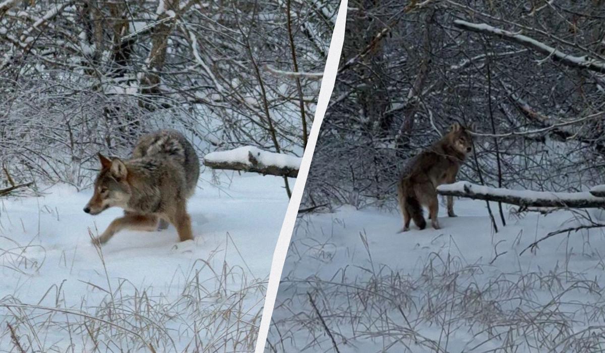 Остается загадкой: возле Чернобыля зафиксировали хитрого хищника