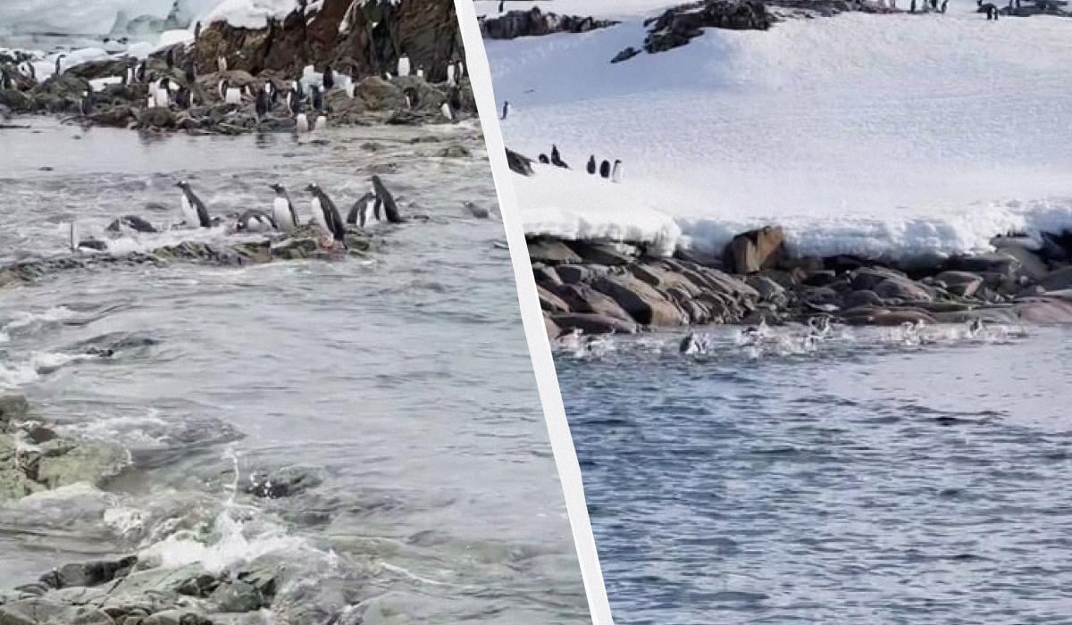 Злітають у повітря, наче ракети: полярники показали унікальні кадри з життя пінгвінів