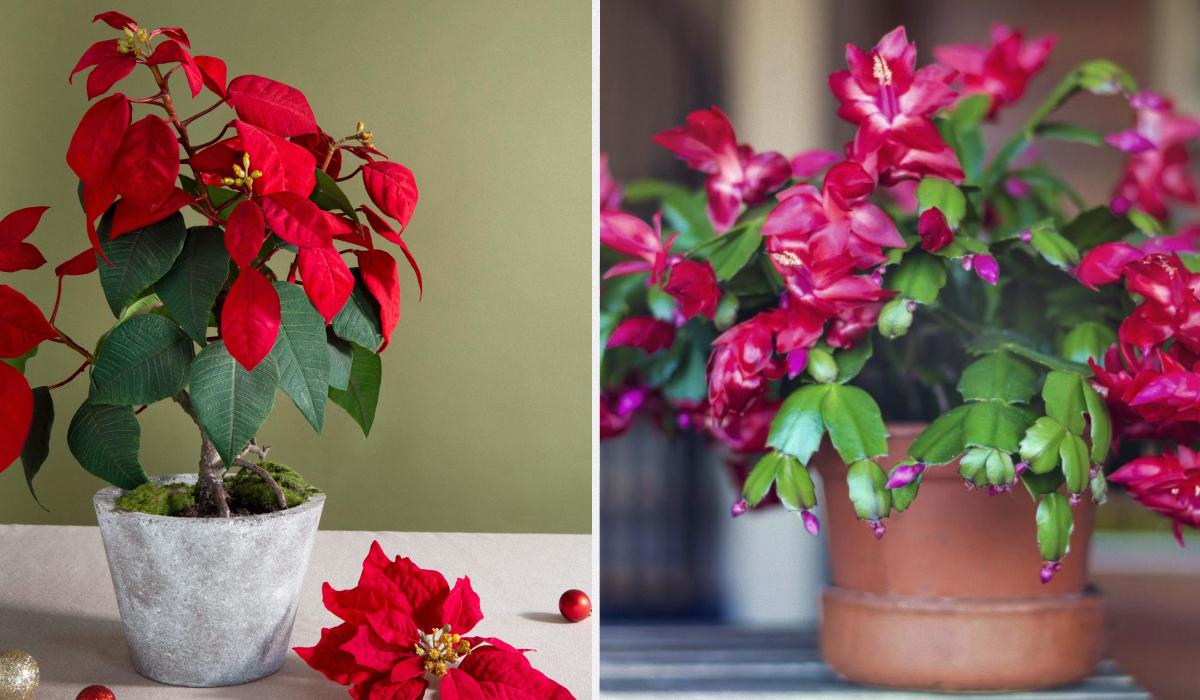 Які кімнатні рослини цвітуть цілий рік