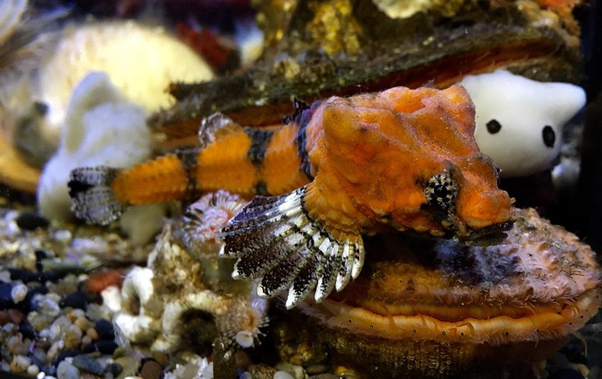 Вчені розкрили таємницю дивної риби з 'діркою' в голові, яка мешкає в Америці Вчені розкрили таємницю дивної риби з 'діркою' в голові, яка мешкає в Америці