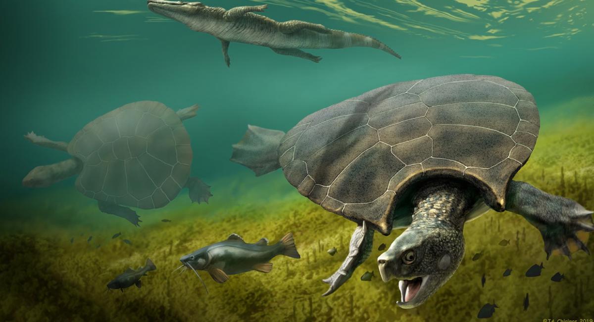 Панцир більший за людину: що відомо про найбільшу прісноводну черепаху в історії