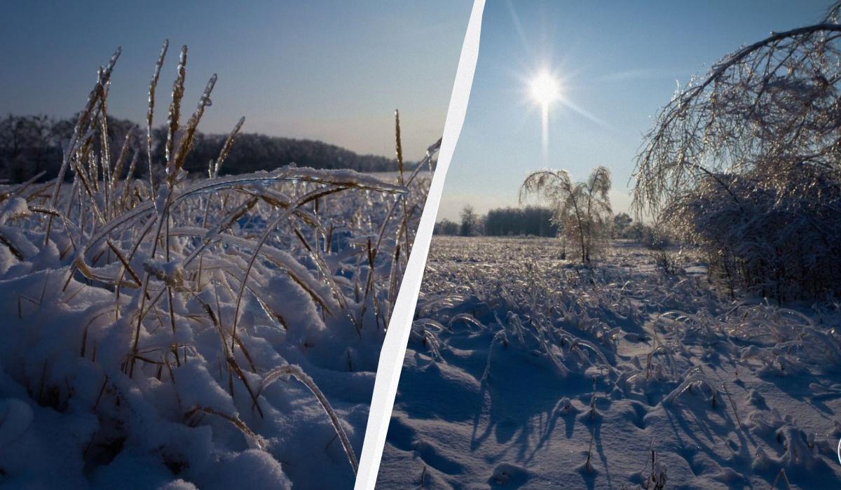 Аномальна погода біля Чорнобиля стала випробуванням для диких тварин (фото)