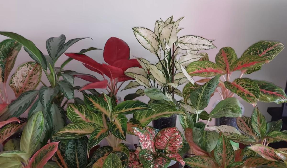 Кімнатні рослини, які піднімуть настрій та прикрасять дім: експерти назвали 5 варіантів Кімнатні рослини, які піднімуть настрій та прикрасять дім: експерти назвали 5 варіантів