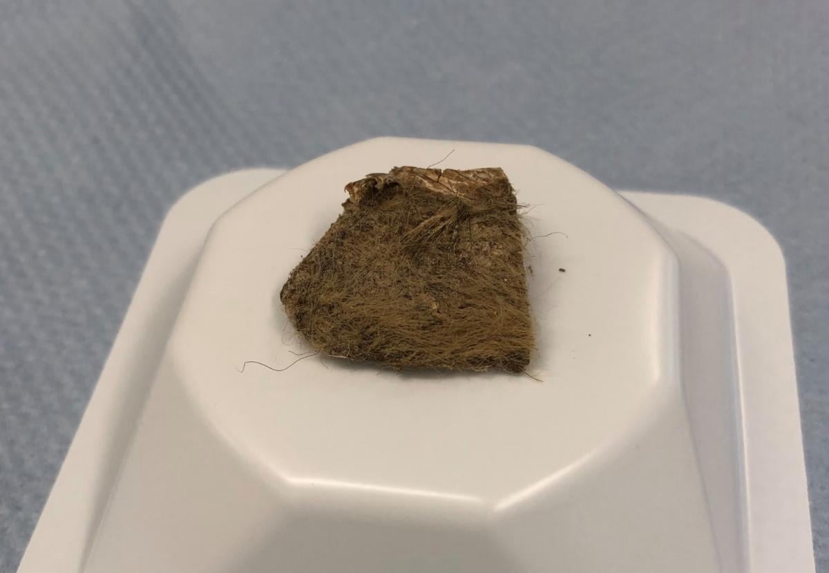 Залишки вовчого обіду, що збереглися понад 14 тисяч років, пролили світло на історію стародавнього носорога