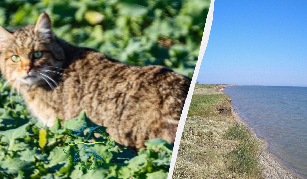 На Одещині дослідник 'спіймав' на фото рідкісну тварину, що є майстром маскування На Одещині дослідник 'спіймав' на фото рідкісну тварину, що є майстром маскування