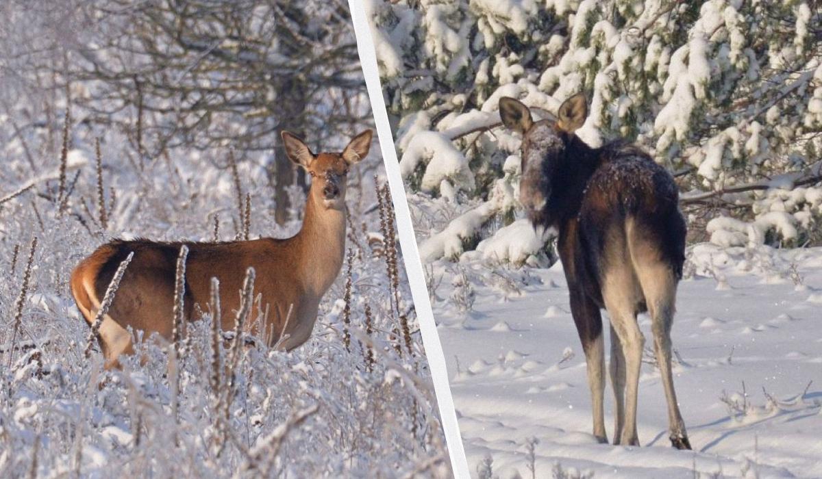Біля Чорнобиля зафіксували 'господарів' засніжених хащів: що це за тварини (фото)