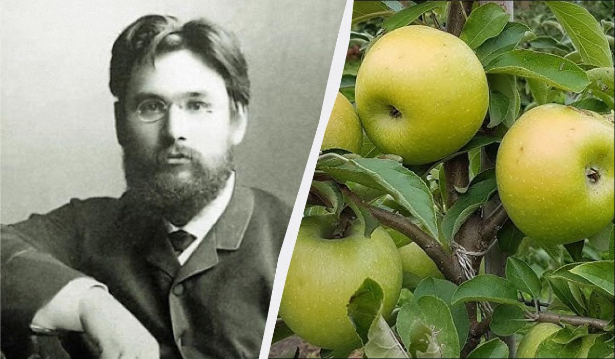 яблука симиренка