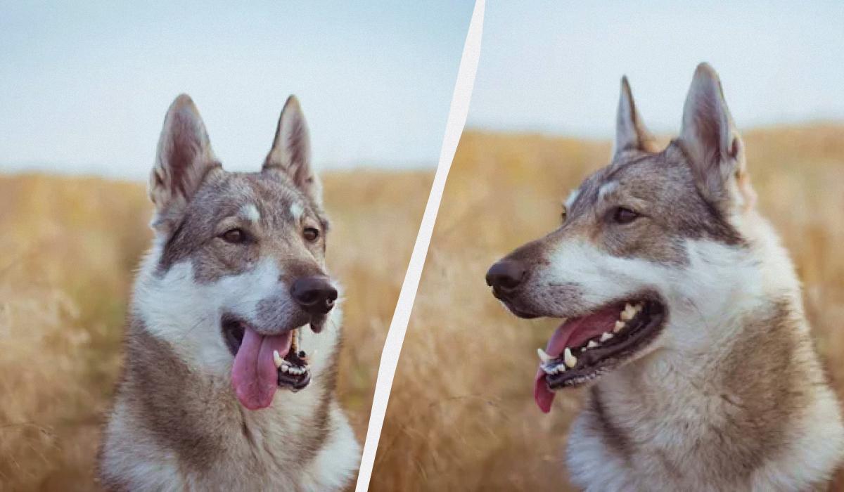 Чому називають вовкодав