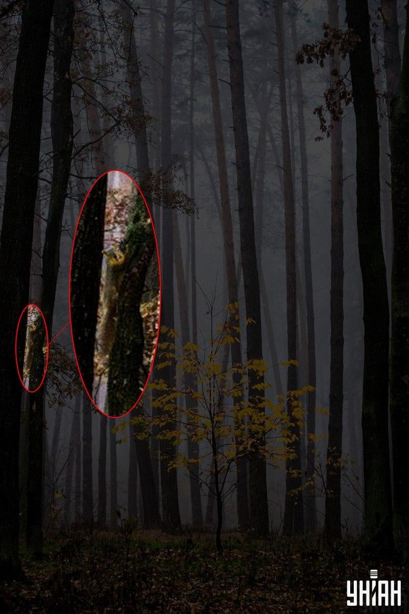 Тільки 2% людей можуть знайти білку в лісі за 12 секунд: дивовижна оптична ілюзія