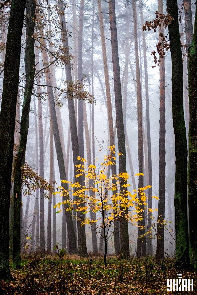 Тільки 2% людей можуть знайти білку в лісі за 12 секунд: дивовижна оптична ілюзія