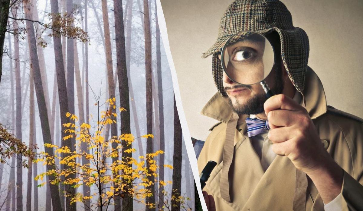 Тільки 2% людей можуть знайти білку в лісі за 12 секунд: дивовижна оптична ілюзія