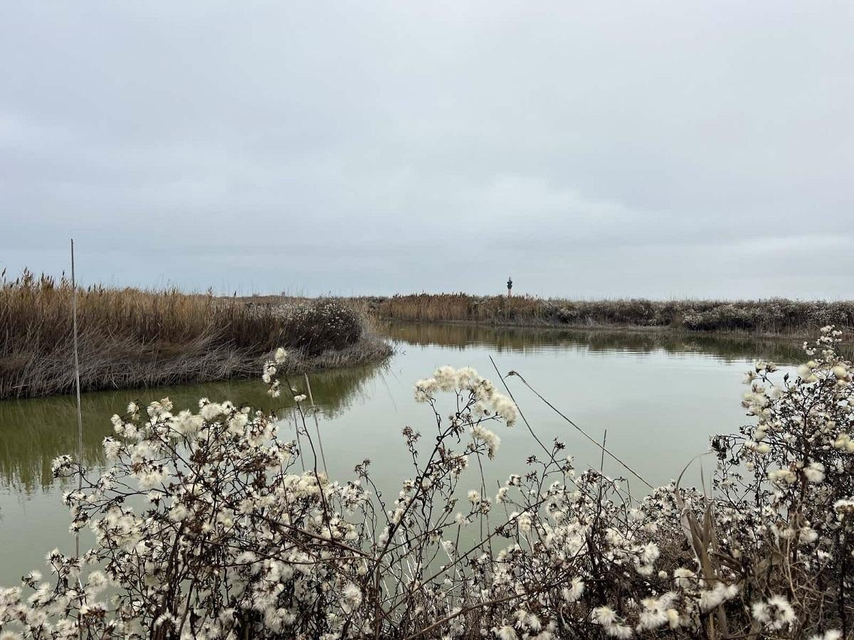 На Одещині зафіксували крики птахів, які оговтуються після прольоту 'Шахедів' (відео)