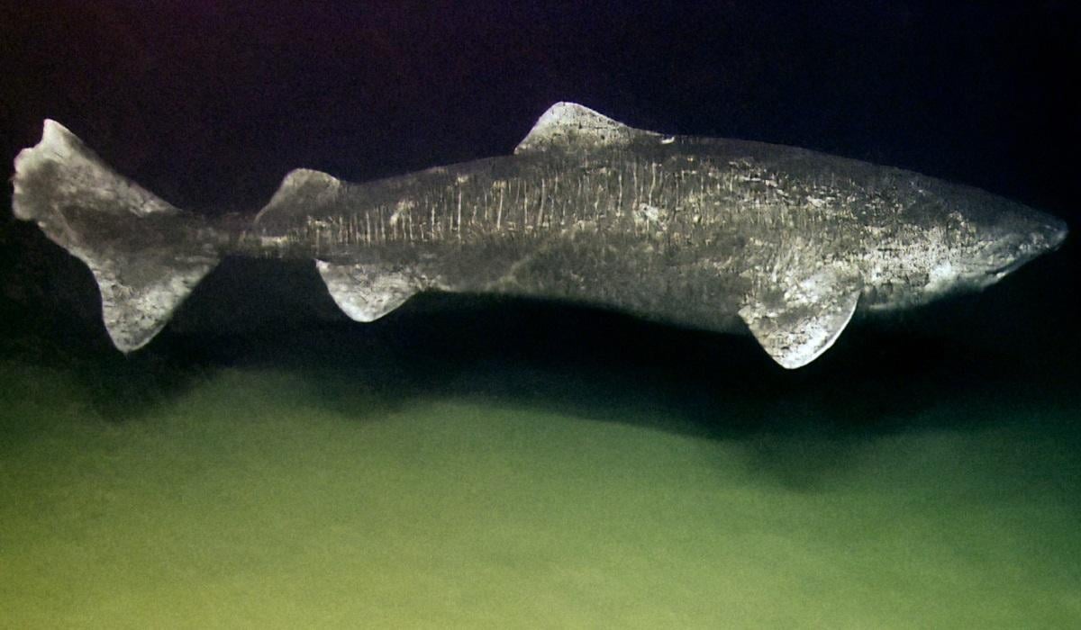 Самое долгоживущее позвоночное животное в мире сохраняет зрение веками, - ученые