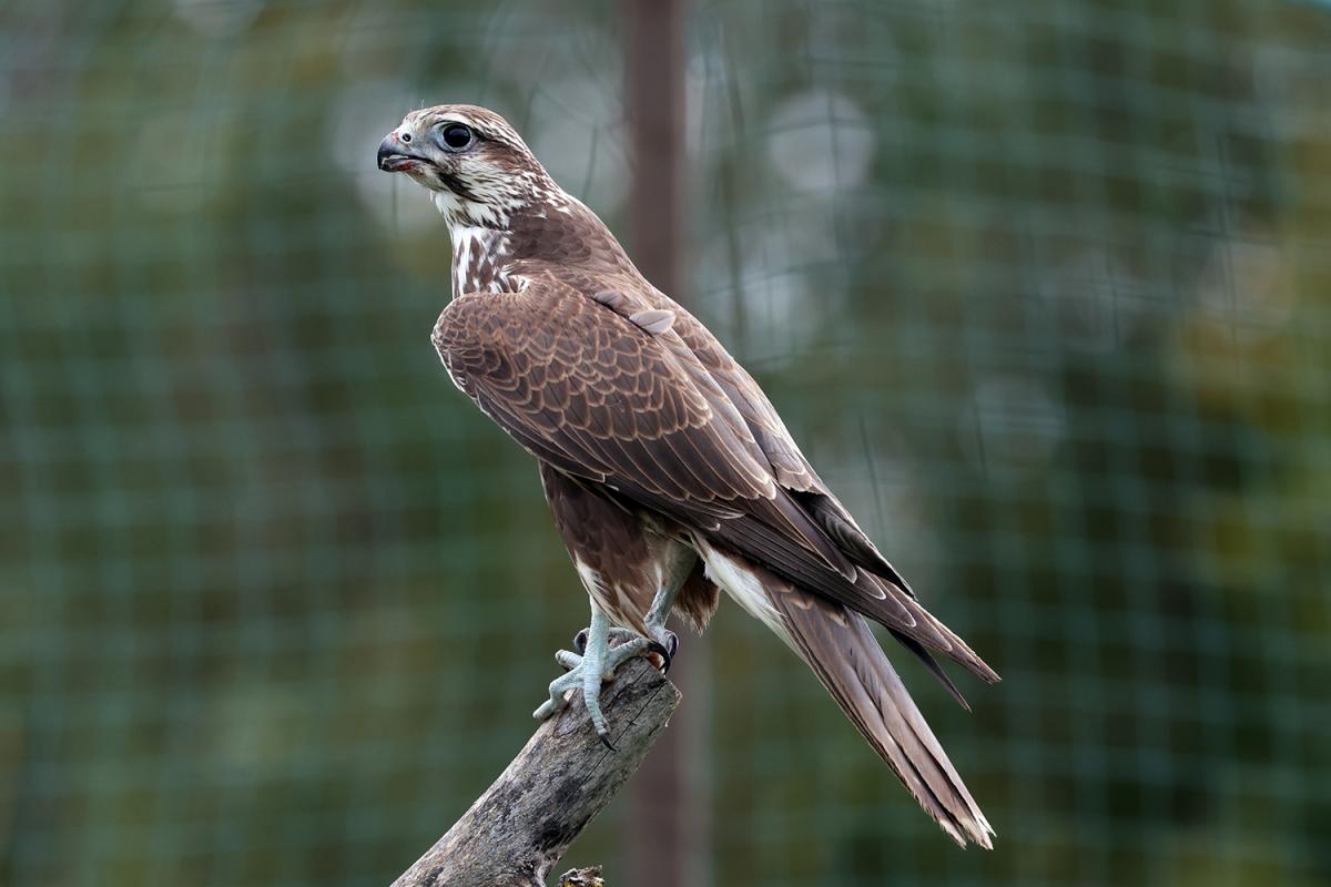 У степу на Одещині з’явився один з найшвидших хижих птахів Євразії