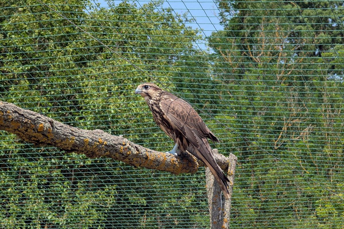 У степу на Одещині з’явився один з найшвидших хижих птахів Євразії