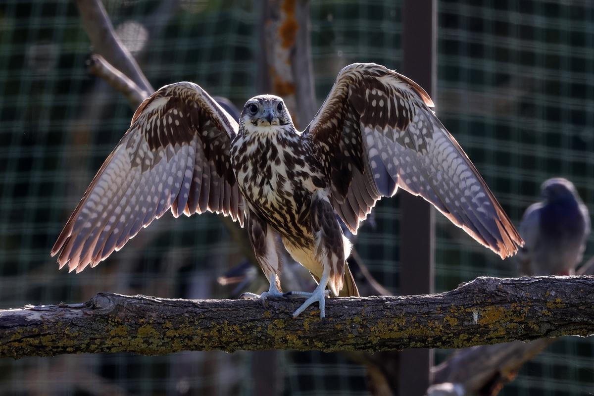 У степу на Одещині з’явився один з найшвидших хижих птахів Євразії