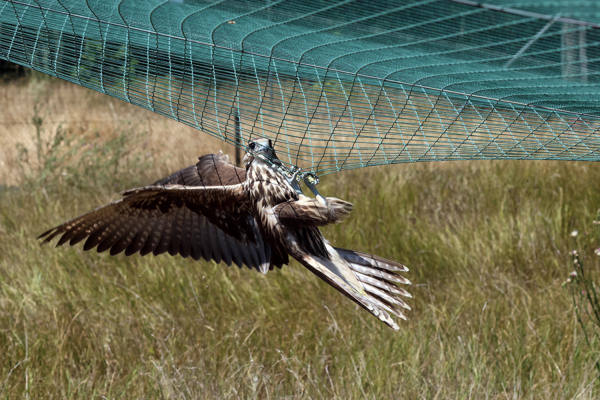 У степу на Одещині з’явився один з найшвидших хижих птахів Євразії
