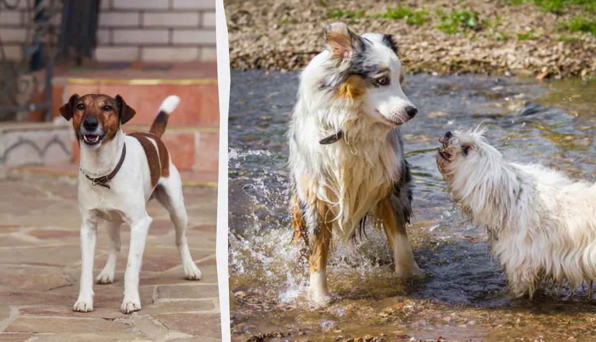  собака лает на других собак